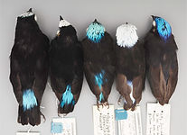 Lepidothrix_02_10x_1267 small-01.jpg
