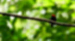 Ceratopipra rubrocapilla_2025June10_CameronRutt.jpg