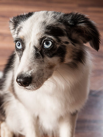 Hundefotos, Hundesfotohooting Tiere Rußkäfer Steyr