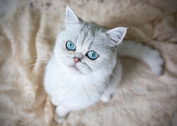 Tierfotos, Fotoshooting Tiere Rußkäfer Steyr