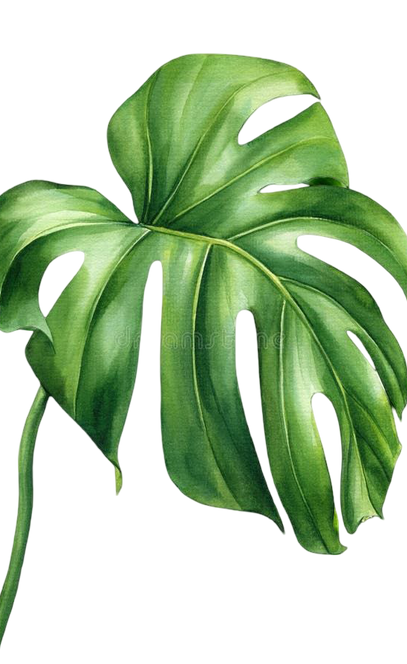 plantajacqueline (1).png
