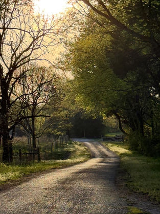 Tree lined pathway