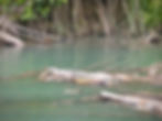 Crocodile Tortuguero National Park Costa Rica