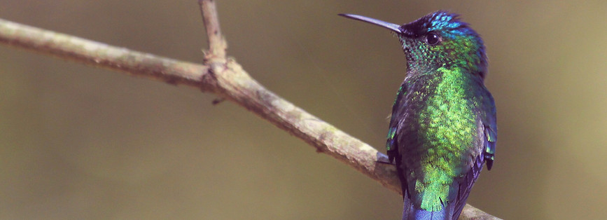 Hummingbird Perched_edited.jpg