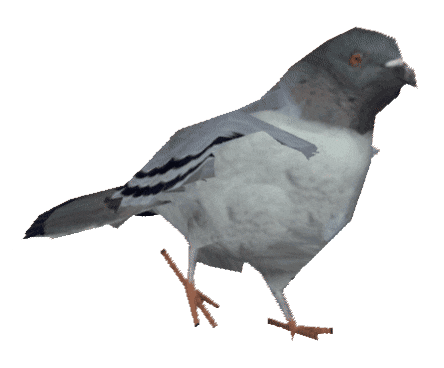 pigeeon gif.gif