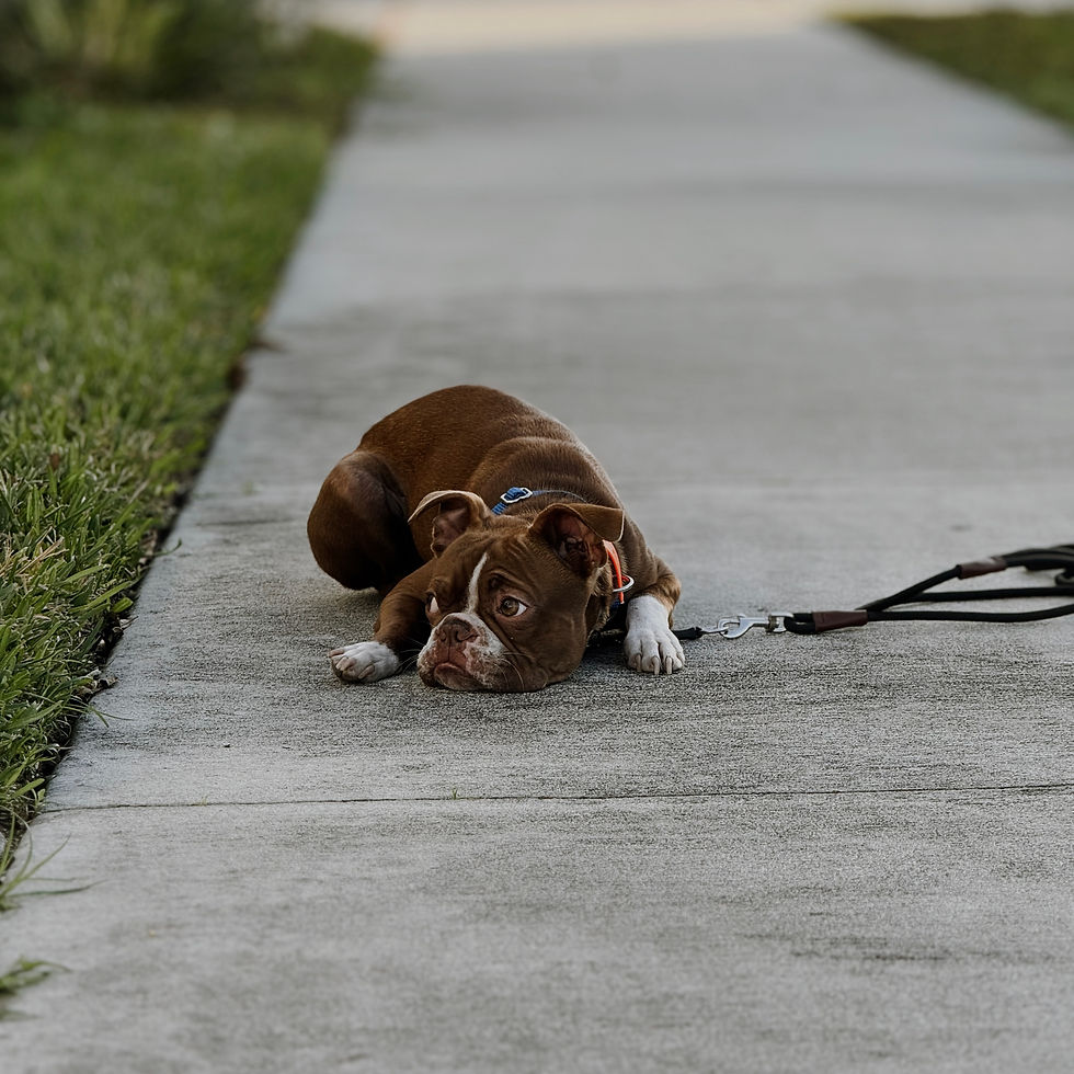 2 Week Puppy Board & Train