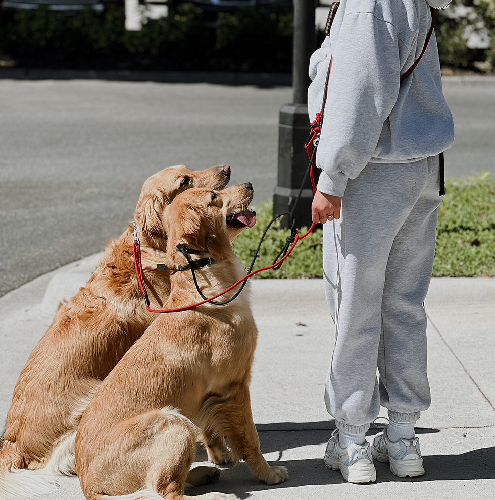 4 Week Board & train