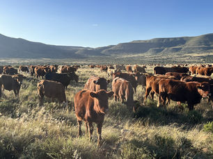 FarmSolve: Regenerative Agriculture MRV for South Africa's Carbon Projects