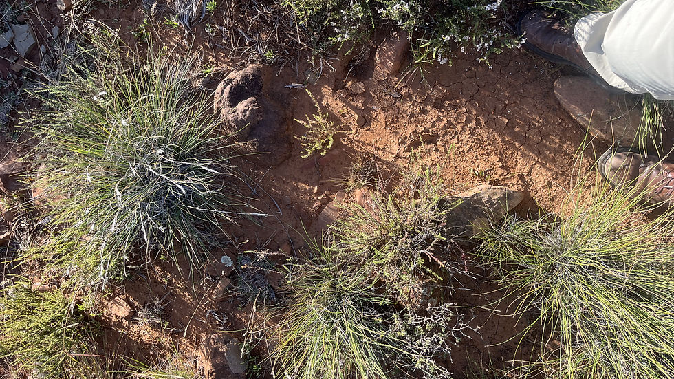 inter-plant-spacing-in-grasslands