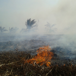 Melindungi Masyarakat dan Lingkungan: Pencegahan Kebakaran Lahan Gambut dengan Pemantauan TMAT
