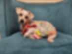 Nassau County SPCA