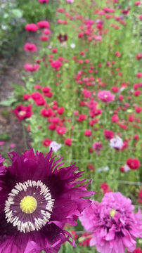 Thumbnail: Breadseed Poppy- Garden Mix