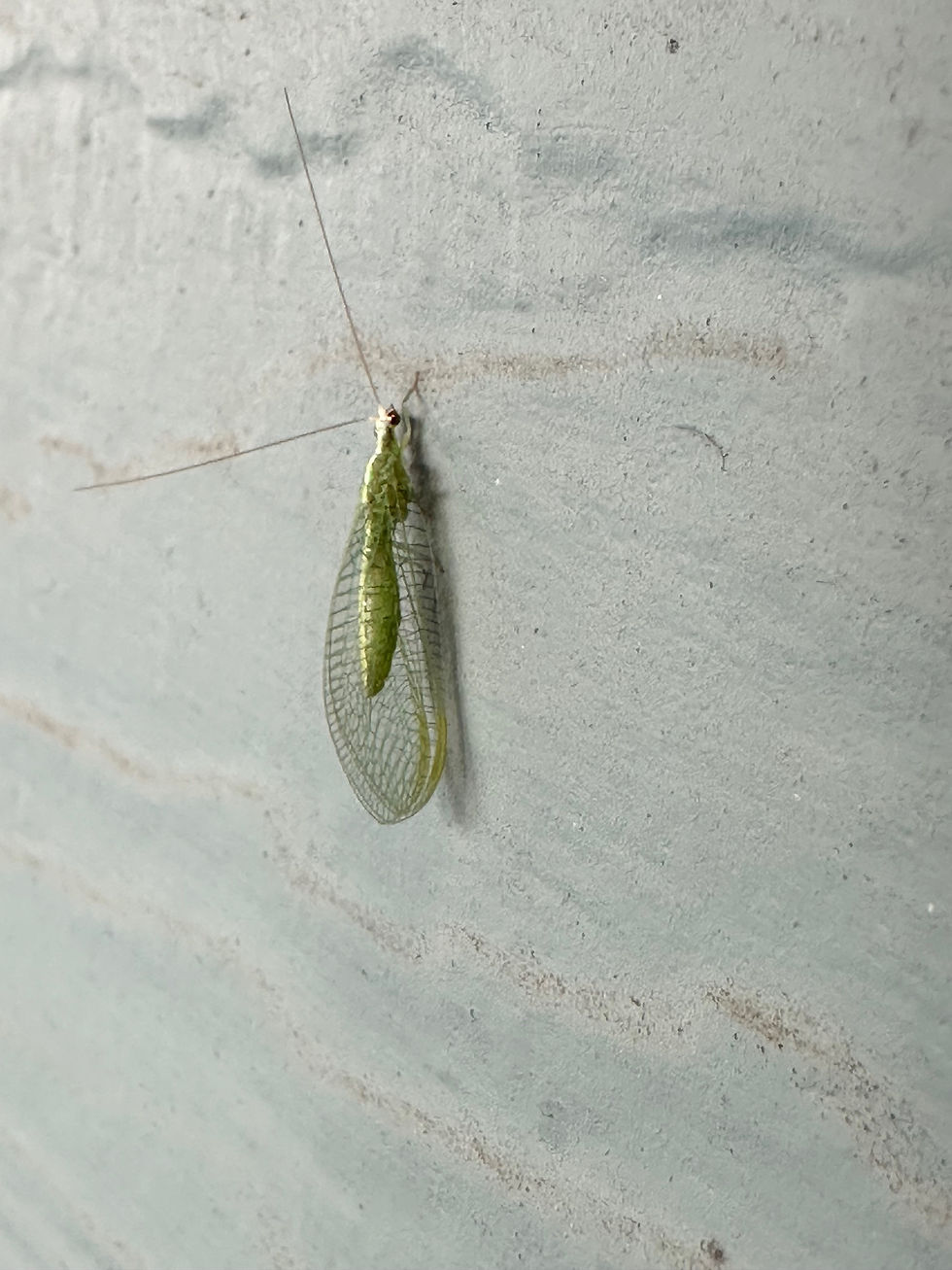 Adult Green Lacewing found near the house