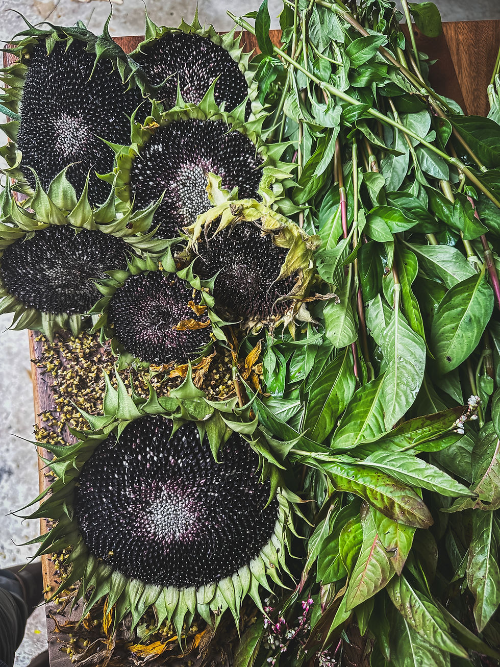 Thumbnail: Sunflower, 'Hopi Black Dye'