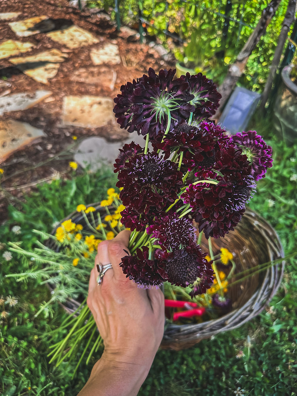 Thumbnail: Scabiosa, 'Black Knight'