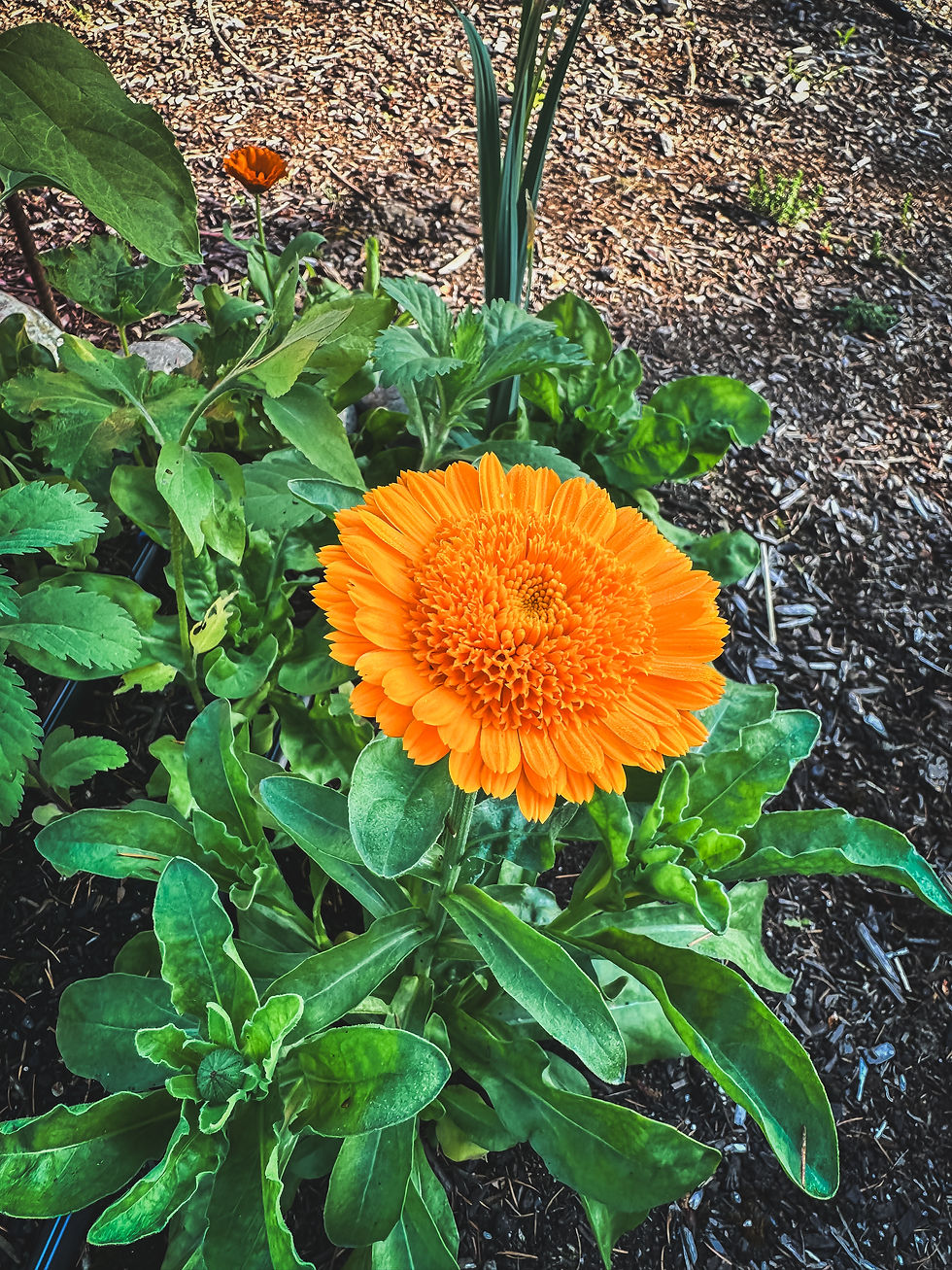 Thumbnail: Calendula ‘Kinglet’