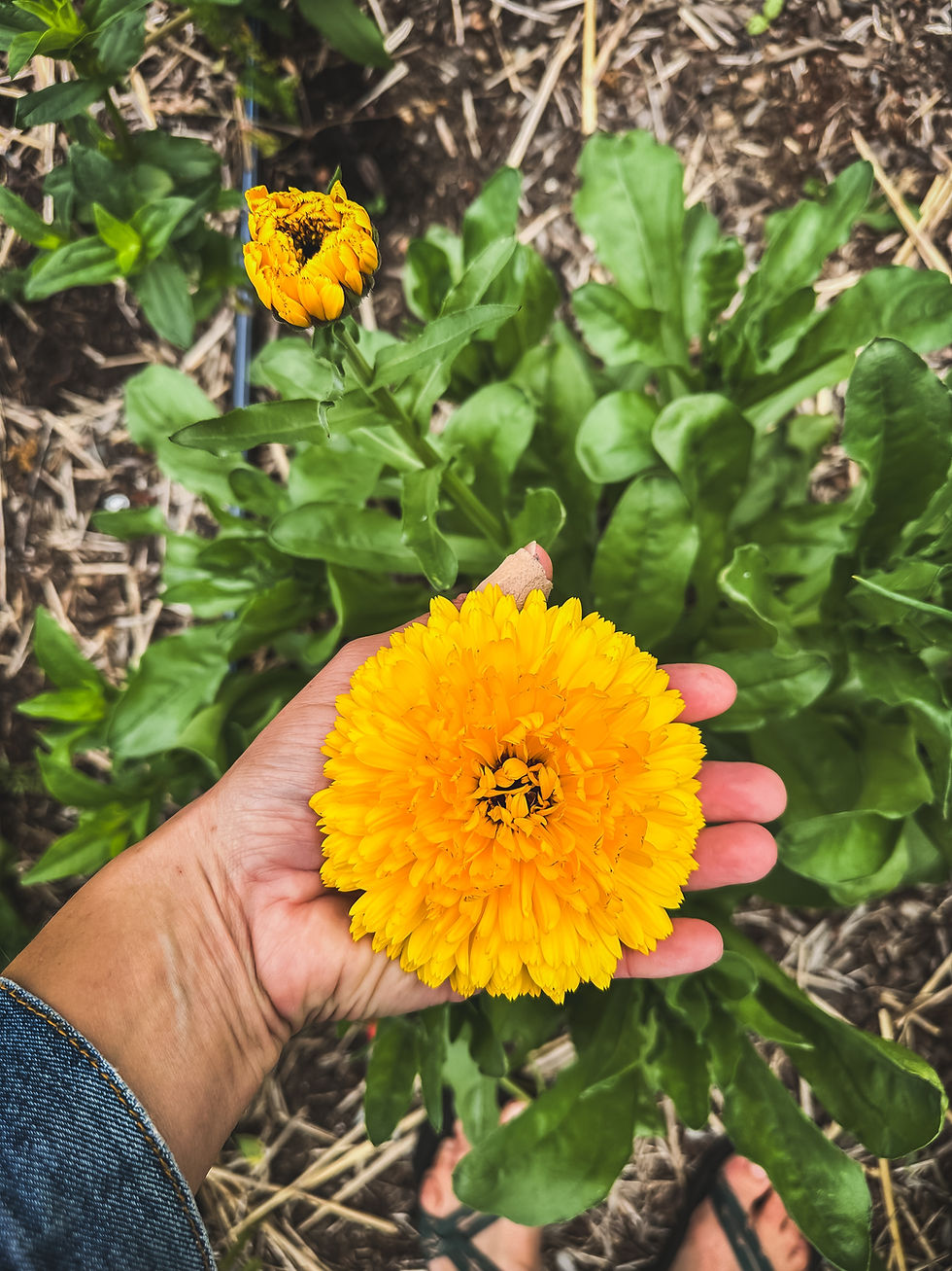 Thumbnail: Calendula - Garden Mix