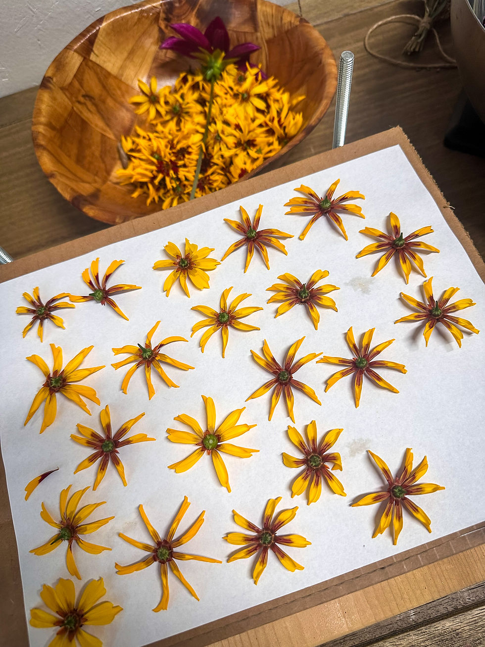 Thumbnail: Coreopsis, Dyer's mix