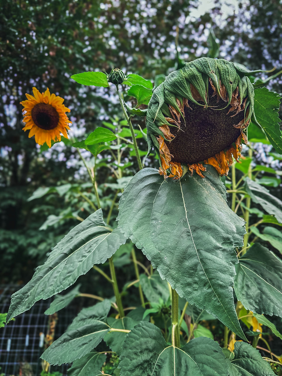 Thumbnail: Sunflower, 'Hopi Black Dye'