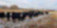 cows4.jpg