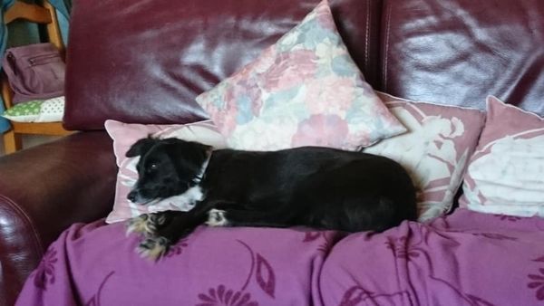 Elsie