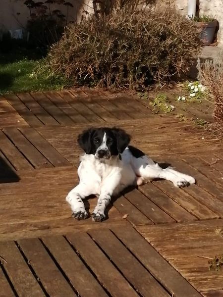 Maïa