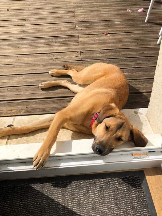 Louna