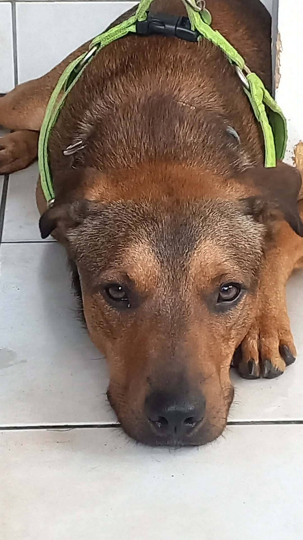BALOO 1
