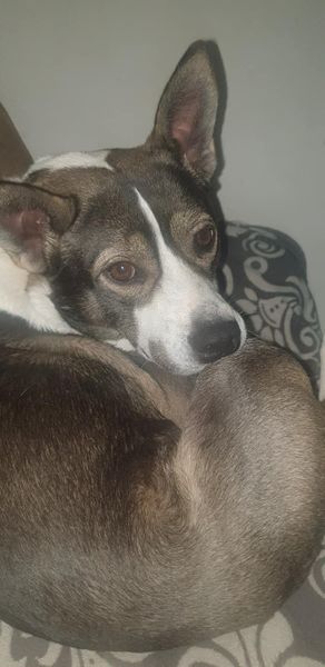 Louna