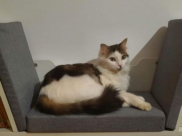 Macha