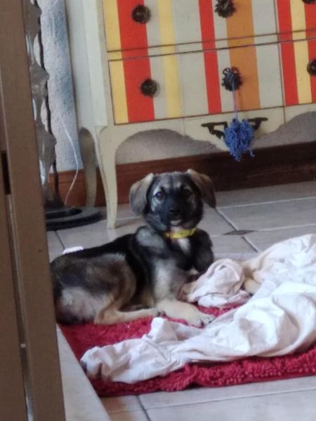 Masha