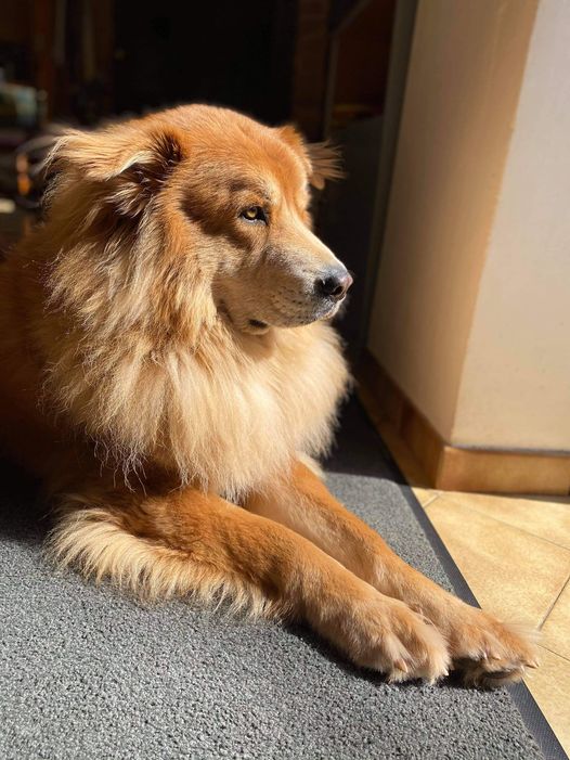 Simba