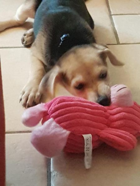 Dolly