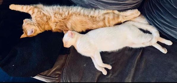 Rosalie & Gamin