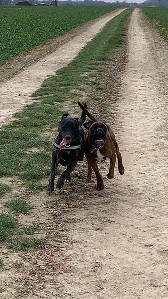 Mario & Plume