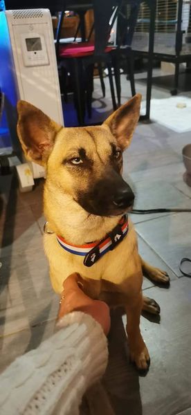 Laika (Saska)