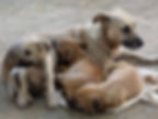 Jessie et ses bébés