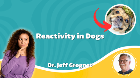 Reactivity in Dogs