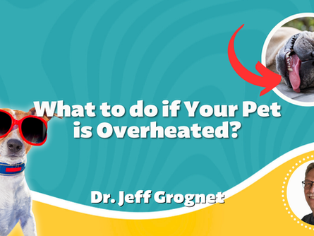 What to do if Your Pet is Overheated
