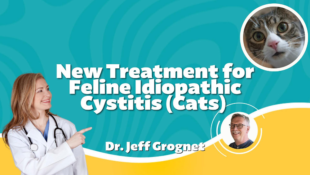 Beautiful view of Diuretic Therapy For Feline Cystitis
