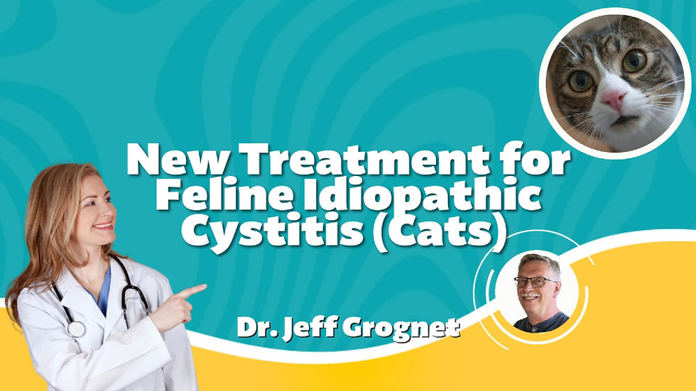 New Treatment for Feline Idiopathic Cystitis (Cats)