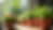 Eye-level view of colorful potted plants on a table