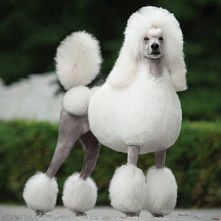 What makes a Standard Poodle?