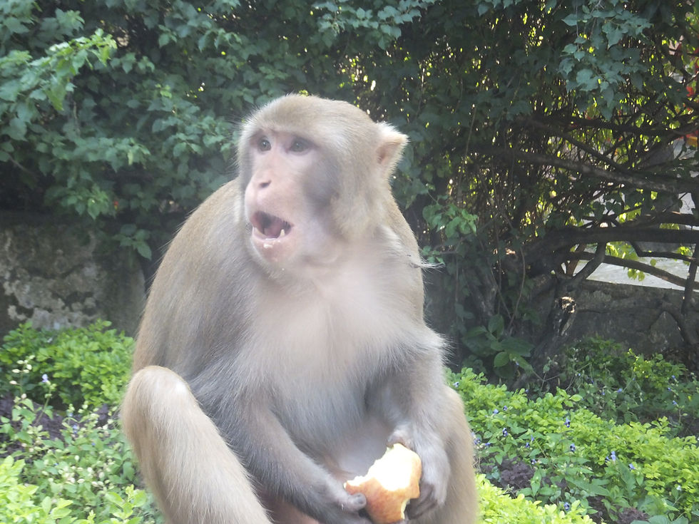 vegan backpacking monkey!