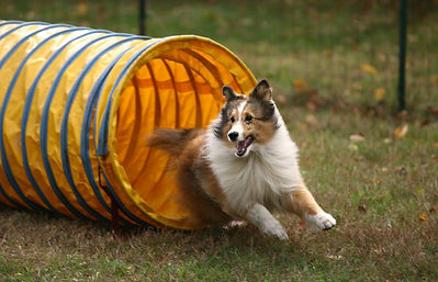 AdobeStock_15329071.jpeg