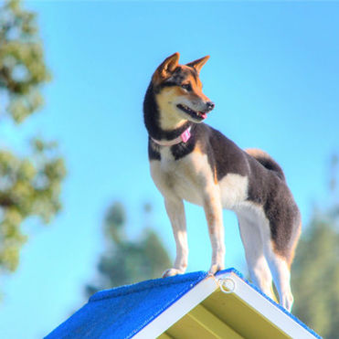 Husky top of aframe.jpg