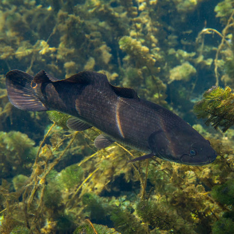 Bowfin