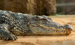 nile-crocodile-245013.jpg