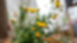 DSC09328.jpg