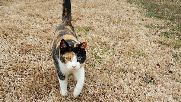 This is a picture of Meepers, the author's cat.